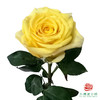 外购单头玫瑰-浪漫沙滩 商品缩略图1