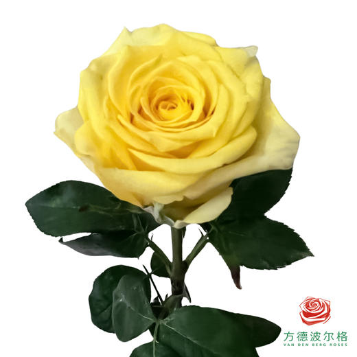 外购单头玫瑰-浪漫沙滩 商品图1