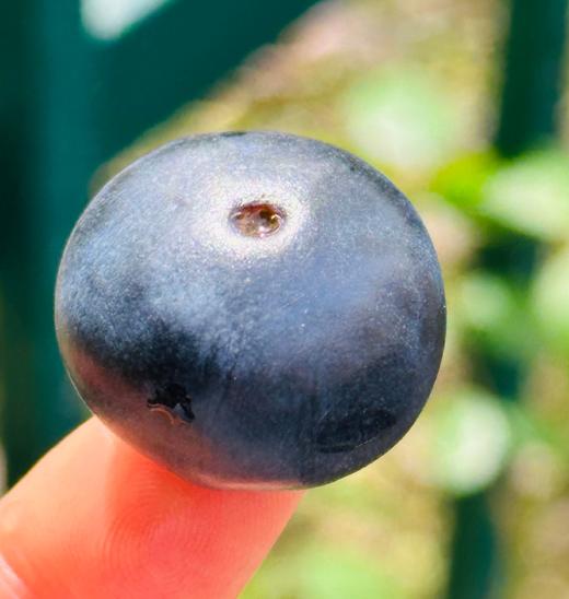 云澂之莓杯蓝莓|大颗粒，吃起来超级过瘾，粒粒脆甜，花香味儿浓郁，唇齿留香，闭眼入~ 商品图2