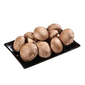 A带根香菇(300±30g)蘑菇