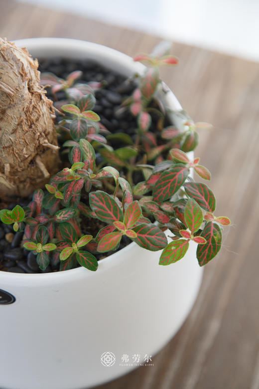 造型发财树 商品图1