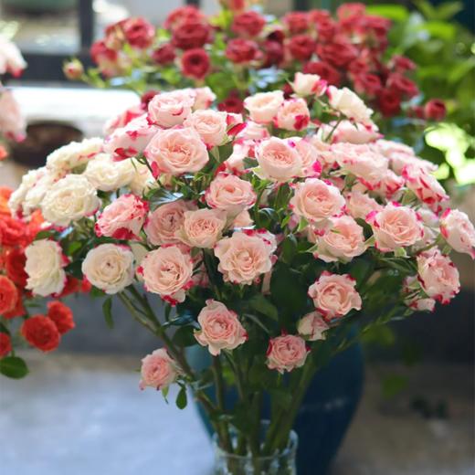 新鲜鲜花 多头折射泡泡玫瑰鲜切花 18-20枝左右 (十堰主城... 商品图1