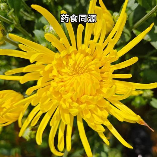 金丝皇菊 30g 商品图1