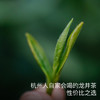 【清仓折扣】艾格吃饱了梅家坞西湖龙井茶叶2025明前采摘新茶正宗老树茶叶 商品缩略图0
