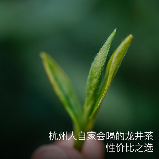 【清仓折扣】艾格吃饱了梅家坞西湖龙井茶叶2025明前采摘新茶正宗老树茶叶 商品图0