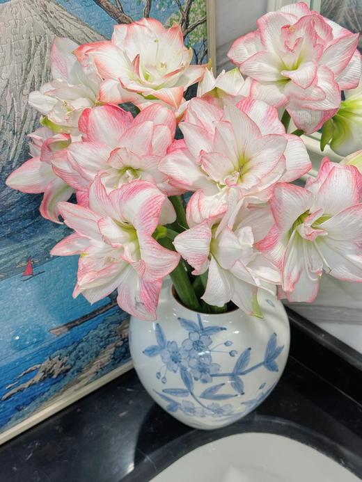 小众稀有重瓣花孔雀朱顶红鲜切花 商品图7