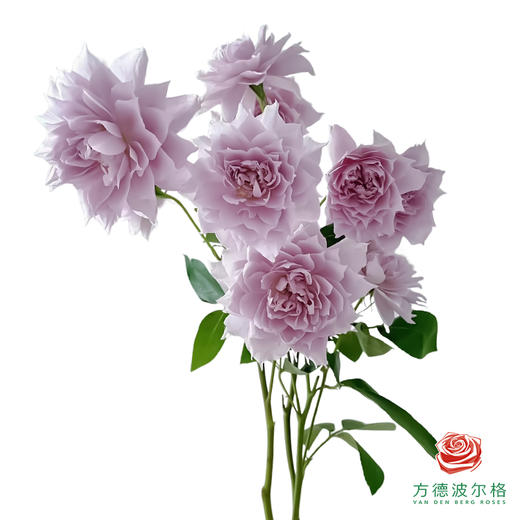 外购多头玫瑰-幻紫 商品图1
