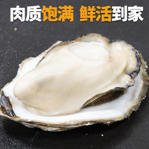 优选|鲜活乳山生蚝 鲜活到家  饱满可口 个大肉肥  5斤装 （带开蚝工具） 商品图6