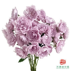 外购多头玫瑰-幻紫