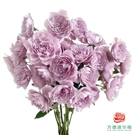 外购多头玫瑰-幻紫 商品图0