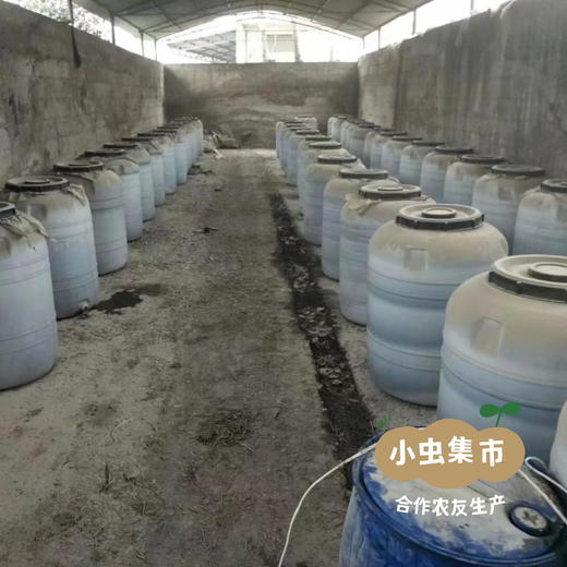 河南生态自选蔬菜包（乌塌菜/上海青/小黄姜/娃娃菜//甜菜根/黄心菜/羽衣甘蓝/西蓝花）3/5斤 | 合作农友生产，产自河南平顶山，生产者：梁贤峰 *【公平贸易农人定价】 商品图10