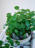 水培铜钱草 商品缩略图2