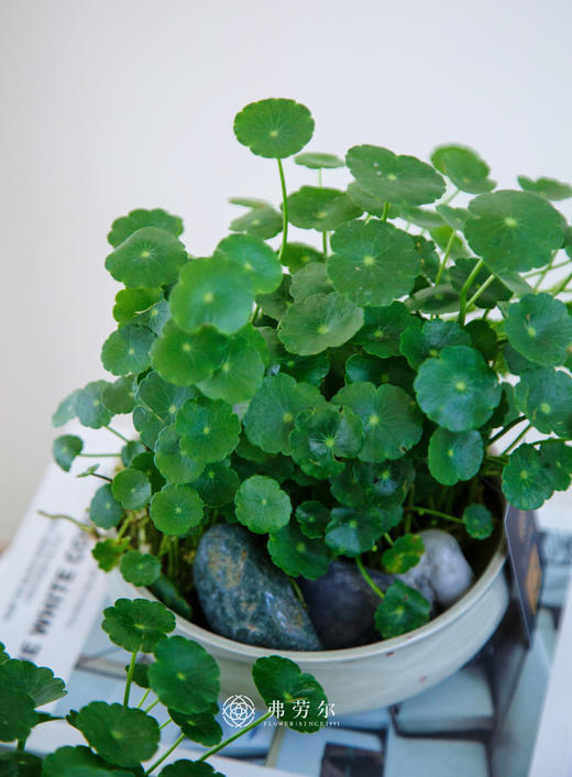 水培铜钱草 商品图2