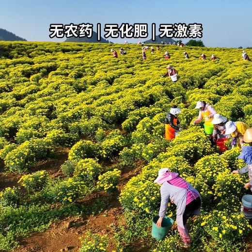 金丝皇菊 30g 商品图3