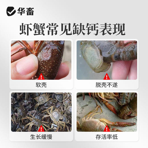 华畜虾蟹脱壳离子钙水产养殖干撒补钙脱壳素助长硬壳虾蟹硬壳宝 商品图1