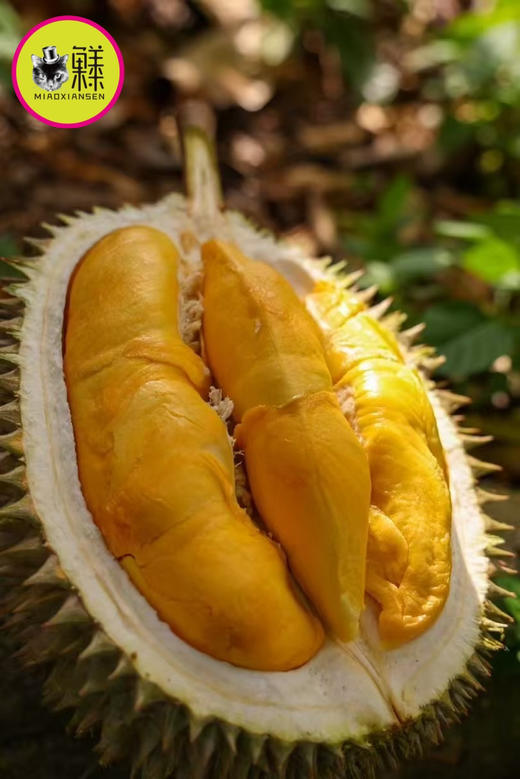 ✈️树熟空运【焦糖味榴莲】马来西亚🇲🇾D101奶油榴莲 鲜果❗4.5斤 商品图1