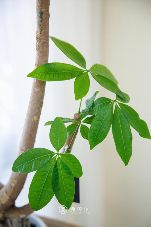 怪头发财树 商品图1