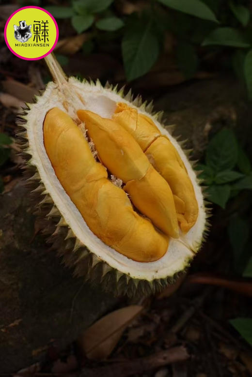 ✈️树熟空运【焦糖味榴莲】马来西亚🇲🇾D101奶油榴莲 鲜果❗4.5斤 商品图0