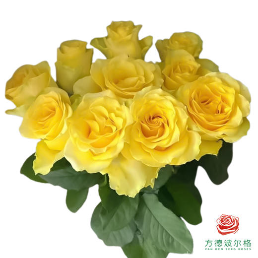 外购单头玫瑰-浪漫沙滩 商品图0