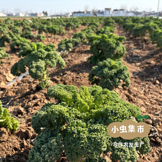 生态羽衣甘蓝粉 2盒/5盒 | 合作农友生产，来自河南郑州，生产者：梁贤峰 ＆【公平贸易农人定价】 商品图13