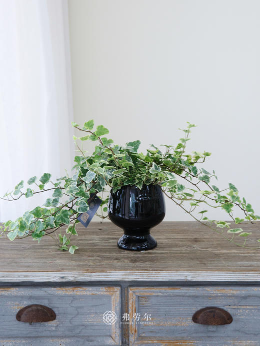 常春藤盆栽 商品图0