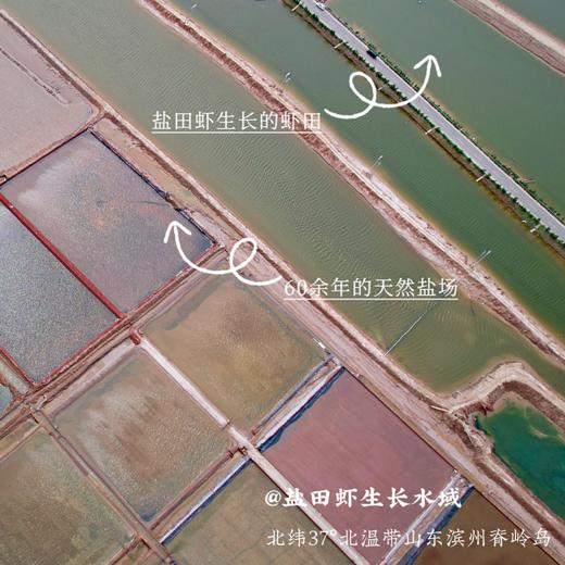 响鲜食记盐田有机熟虾（预售：预计15号发货） 商品图2