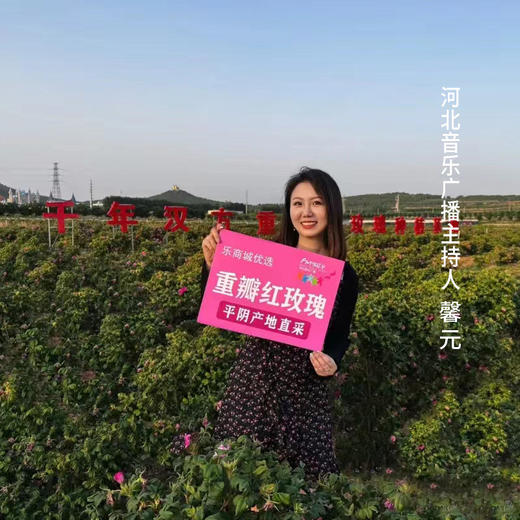 优选丨  千年汉方玫瑰花蕾 45°低温真空干燥锁鲜专利工艺 颗颗饱满 ，女人如花，以花养花。 商品图2