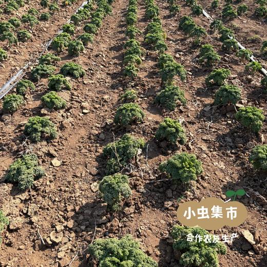 河南生态自选蔬菜包（乌塌菜/上海青/小黄姜/娃娃菜//甜菜根/黄心菜/羽衣甘蓝/西蓝花）3/5斤 | 合作农友生产，产自河南平顶山，生产者：梁贤峰 *【公平贸易农人定价】 商品图9