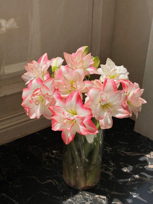 小众稀有重瓣花孔雀朱顶红鲜切花 商品图1