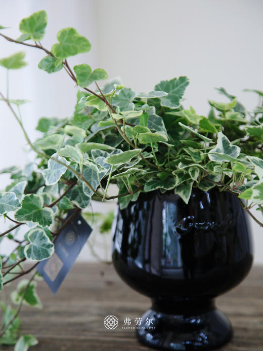 常春藤盆栽 商品图1