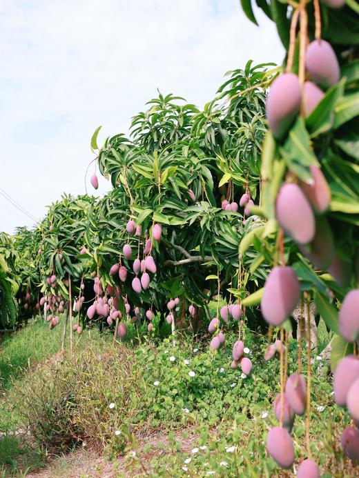海南三亚 树上熟贵妃芒 商品图9
