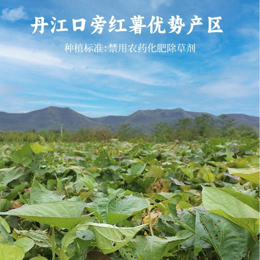 谦益香畴 红薯粉条280g 纯红薯制作 拒绝添加 无木薯粉  自然本味易熟    炒制炖菜涮火锅 商品图6
