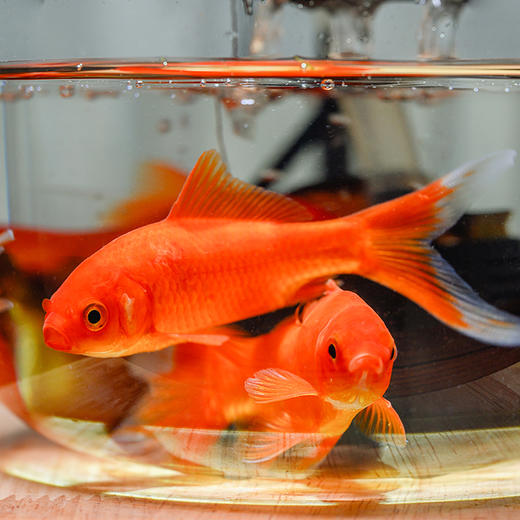 悬浮景观生态瓶，免打理易养活，植物小白也能轻松上手，纯手工造景，赋予极致的高级感，悬浮景观生态瓶 商品图5