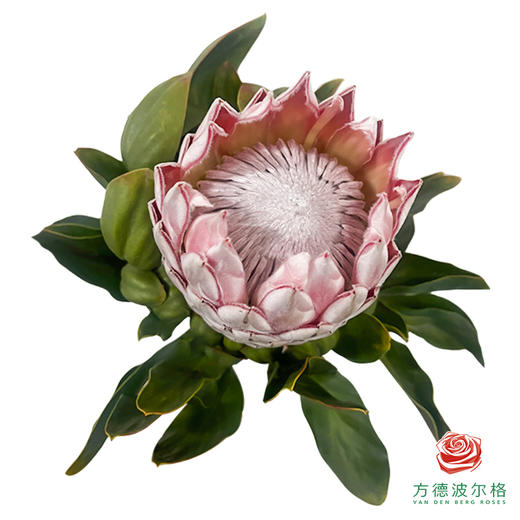 国产帝王（粉色 ）1枝 商品图1