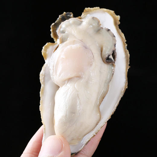 优选|鲜活乳山生蚝 鲜活到家  饱满可口 个大肉肥  5斤装 （带开蚝工具） 商品图4