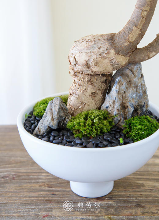 怪头发财树 商品图2