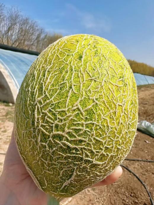 丞起网纹瓜 商品图1
