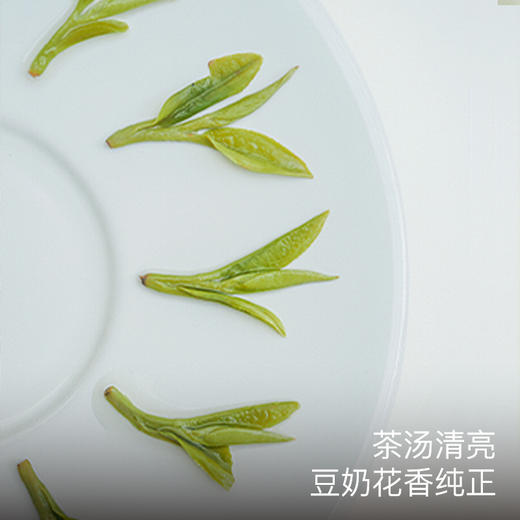 【清仓折扣】艾格吃饱了梅家坞西湖龙井茶叶2025明前采摘新茶正宗老树茶叶 商品图2