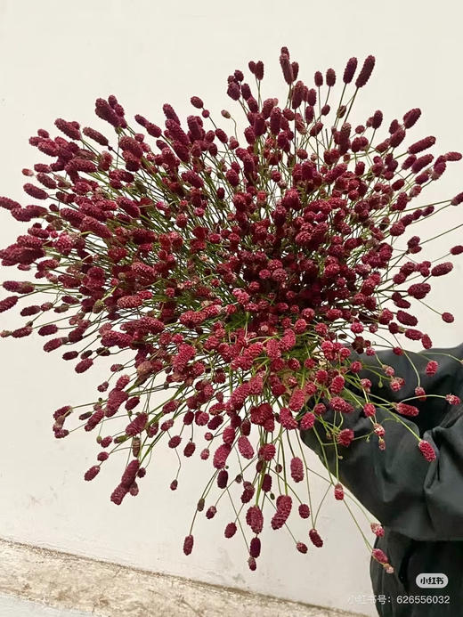 肯尼亚花材-【地榆】 商品图1