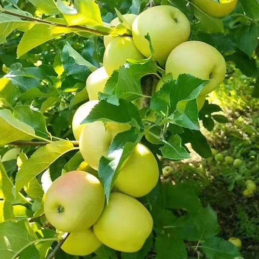 基地直发 | 生态瑞雪苹果 12枚礼盒装（净重约5斤） | 陕西 商品图3