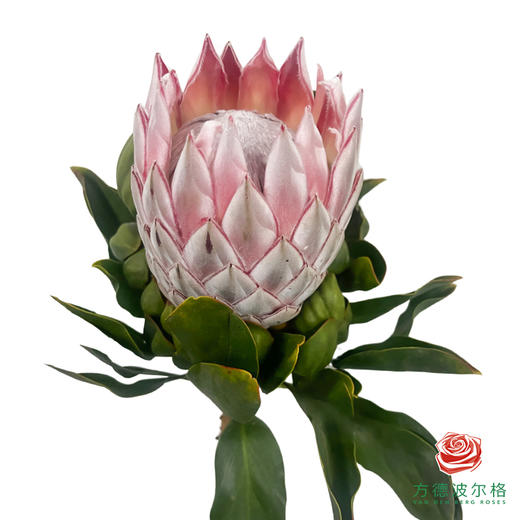 国产帝王（粉色 ）1枝 商品图0