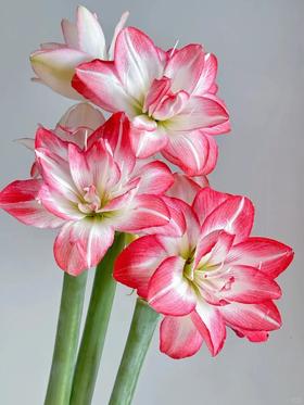 小众稀有重瓣花孔雀朱顶红鲜切花