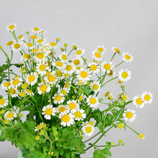 新鲜鲜花 洋甘菊鲜切花 1把 (十堰主城... 商品图0