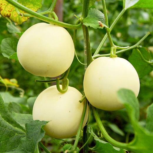 【分仓直发包邮】郁金香小香瓜3斤中小果（1斤约2-3个）（单果约150-300g） 商品图1