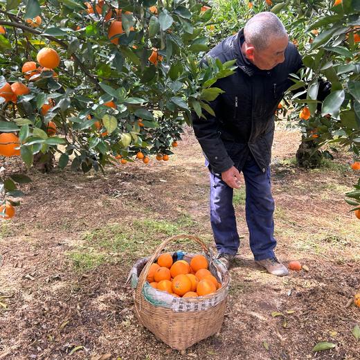 【清明放假7号发货】湖北秭归伦晚橙  当季橙 现摘现发 果肉细腻  甜润多汁 商品图1