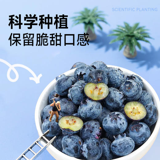 【混知专属】云南花香蓝莓 酸甜可口 颗颗饱满 产地新鲜直发 顺丰特快 商品图1