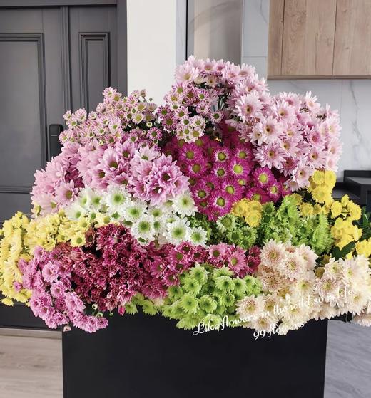 【夏日·待机王者】自选小菊 商品图3