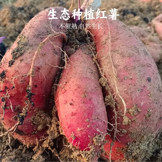 谦益香畴 红薯粉条280g 纯红薯制作 拒绝添加 无木薯粉  自然本味易熟    炒制炖菜涮火锅 商品图5