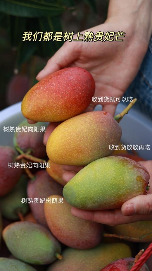 海南三亚 树上熟贵妃芒 商品图1