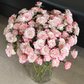 新鲜鲜花 多头折射泡泡玫瑰鲜切花 18-20枝左右 (十堰主城...